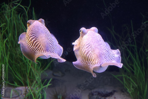 Fototapeta Naklejka Na Ścianę i Meble -  Pharaoh cuttlefish
