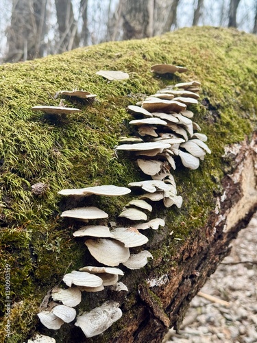 Mushrooms and Moss on Log