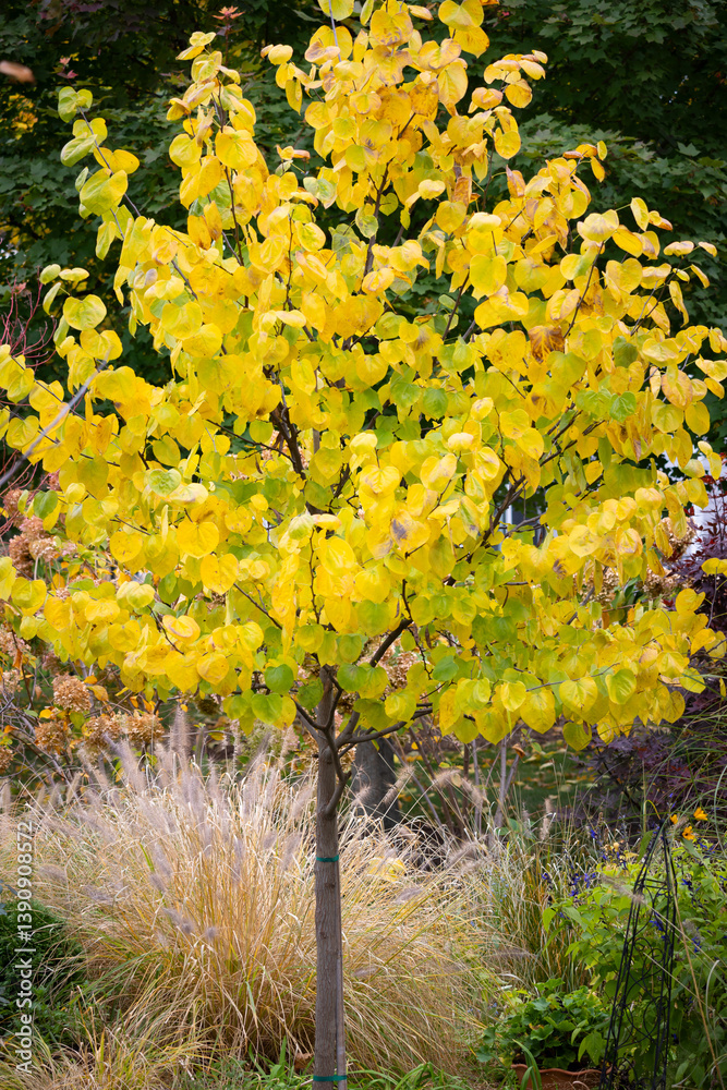Fotografie Eastern Redbud (Cercis canadensis) is a small, deciduous tree