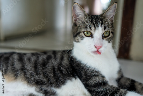 Wallpaper Mural Cat #01 Torontodigital.ca