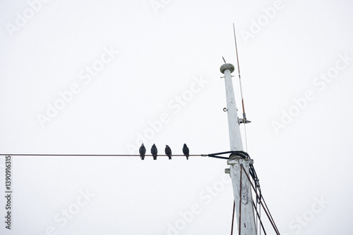 Black and white photo of birds on a boat line.