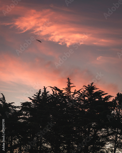 Silhouette of a tree against a pink sunset.