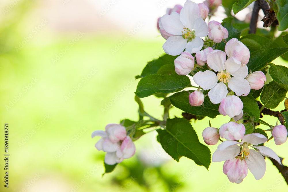 A macro shot of an apple tree in full bloom, highlighting a cluster of delicate white and pink flowers. The soft petals and intricate stamens stand out against the blurred green foliage.