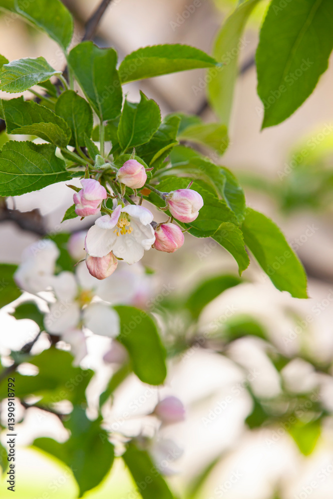 Close-up of an apple blossom with delicate white and pink petals against a blurred background of branches and green foliage. A symbol of spring renewal.
