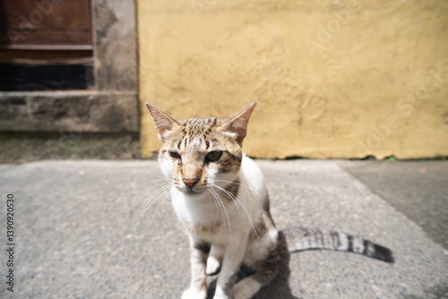 A brown, white and yellow cat sitting on the ground of a street.