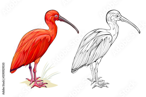 Illustration of a scarlet ibis. Colorful and black and white page for coloring book. Drawing for encyclopedia. Animals for kids. Hand drawn flat vector. Printable worksheet for children.