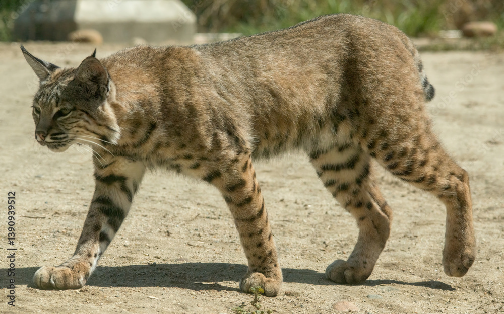 Bobcat at an animal sanctuary in California.