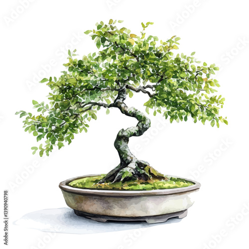 A watercolor painting of Elm Bonsai, isolated on a white background. Elm Bonsai vector

