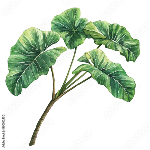 A watercolor painting of Elephant Ear branch, isolated on a white background. Elephant Ear branch vector

