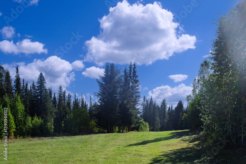 Summer meadow landscape with green grass and wild flowers on the background of a forest.