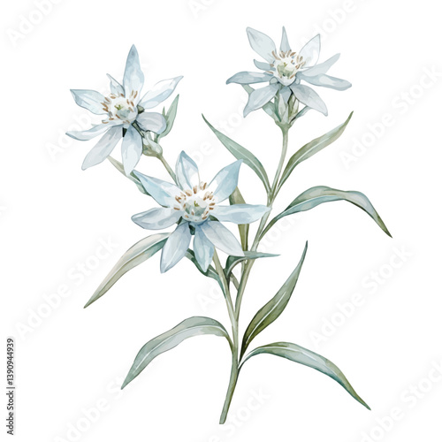 A watercolor painting of Edelweiss branch, isolated on a white background. Edelweiss branch vector


