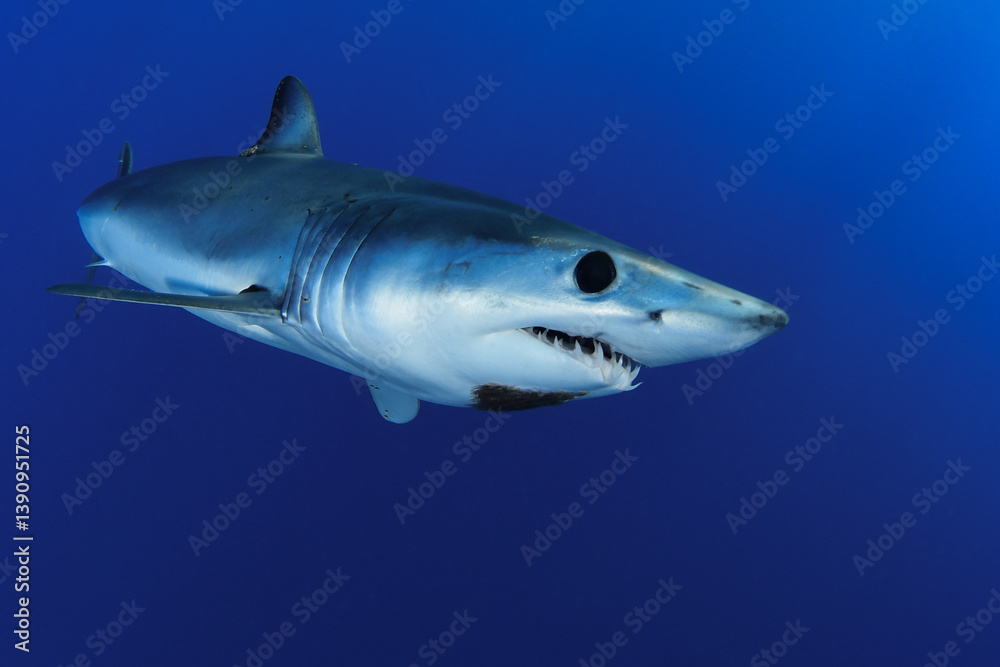 Fototapeta premium Shortfin makoshark in the blue of the ocean