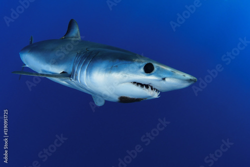 Shortfin makoshark in the blue of the ocean photo