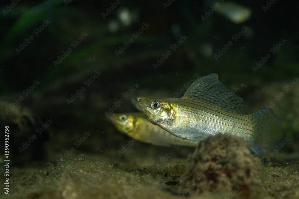 Fototapeta premium Male sailfin molly displaying to female