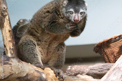 Bear cuscus, Phalanger Maculatus with baby on her back photo