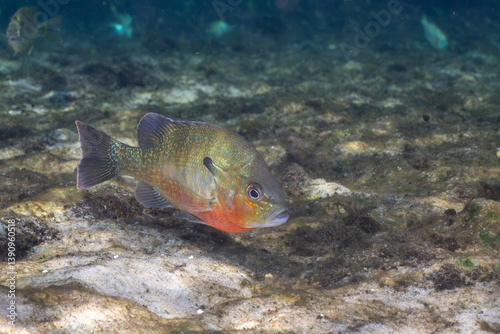 Redbreast sunfish in a natural spring