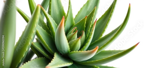 Wallpaper Mural A lush aloe vera plant, isolated on white, showcasing its succulent leaves, treatment, plant Torontodigital.ca