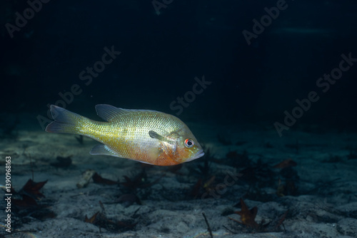 Εκτύπωση καμβά Redbreast sunfish in a dark natural spring