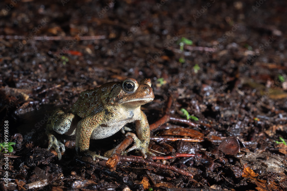 Obraz premium Eastern American Toad on forest floor