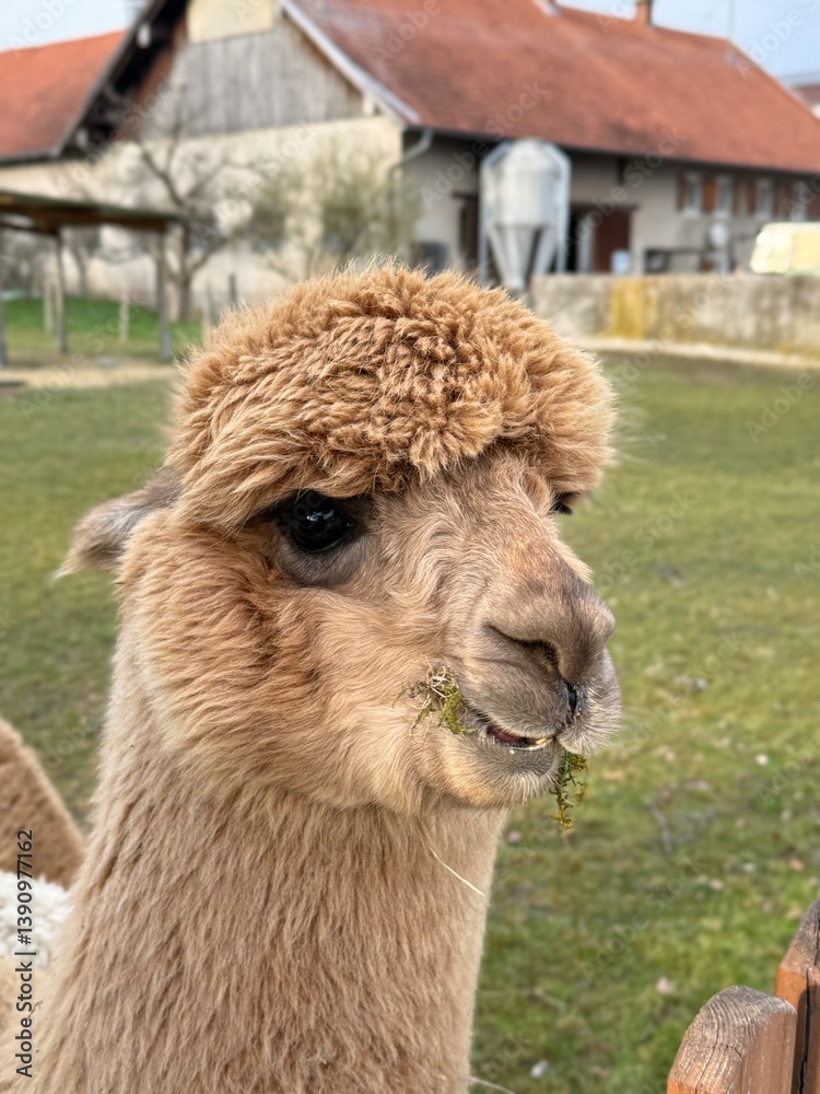 Obraz premium Fluffy alpaca in natural farm environment 