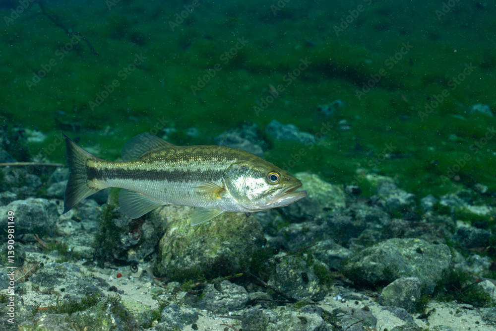 Fototapeta premium Florida bass in a clear spring