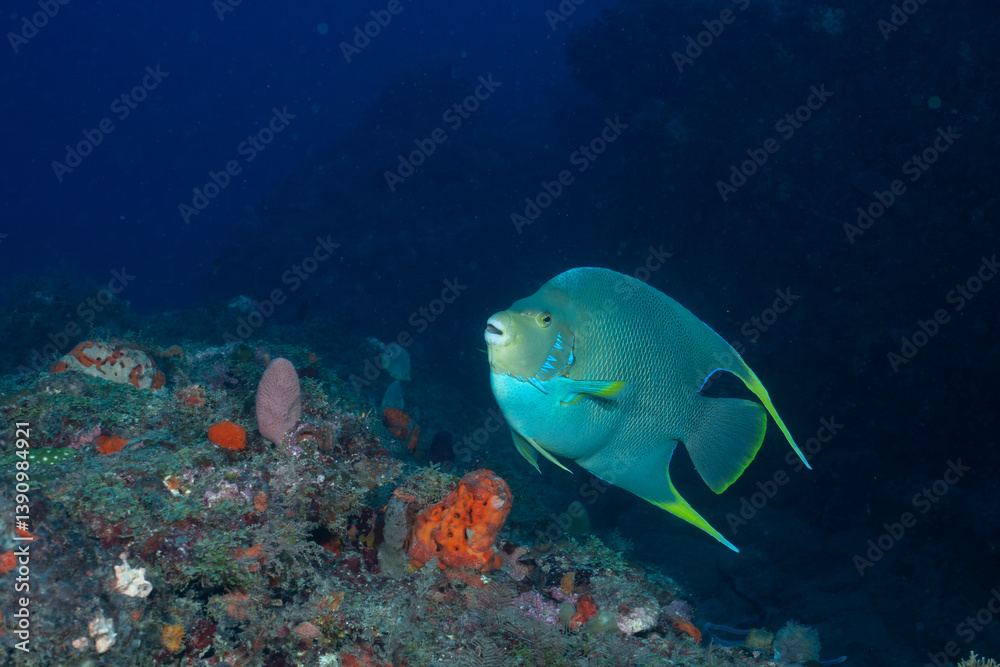 Fototapeta premium Blue anglefish swimming over reef