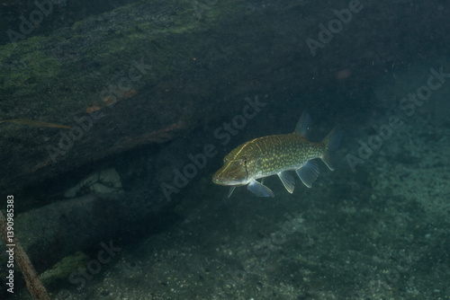 Chain pickerel in natural spring photo