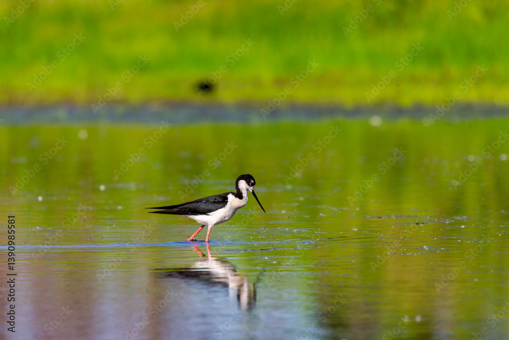 The Black-necked Stilt (Himantopus mexicanus) The Black-necked Stilt (Himantopus mexicanus)