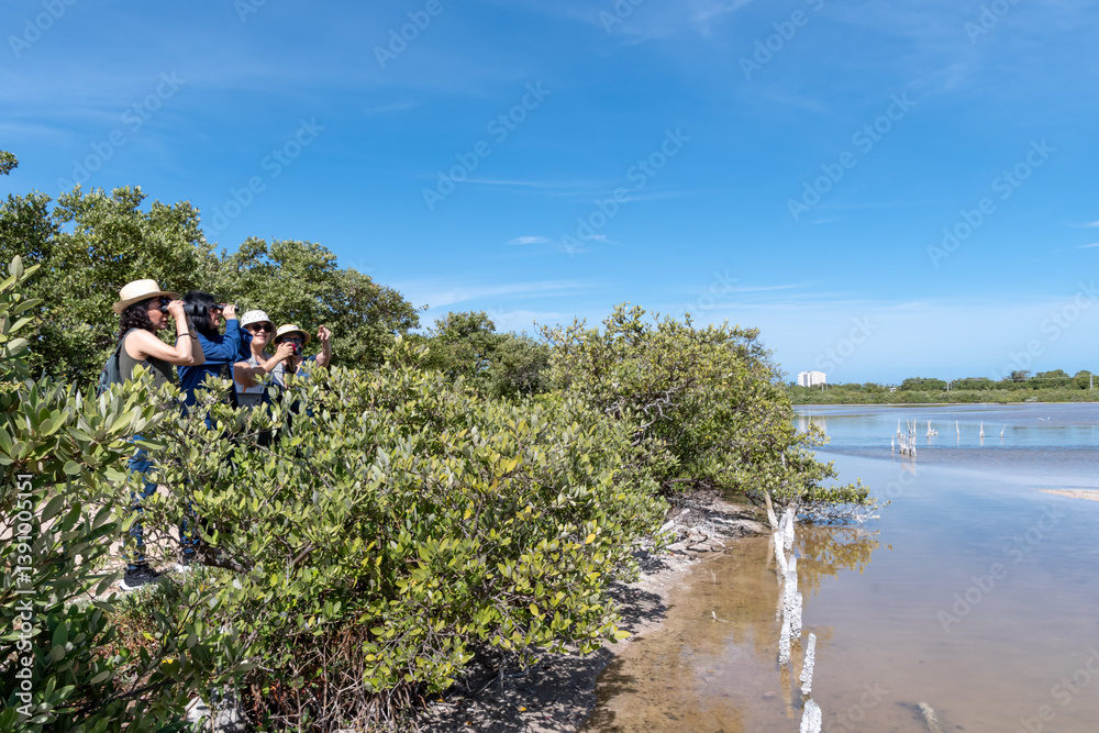 Four women watch birds with binoculars among the bushes of a wetland. Four women watch birds with binoculars among the bushes of a wetland.