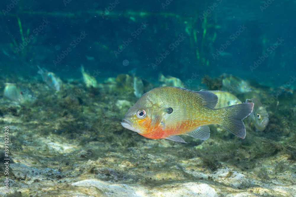 Naklejka premium Redbreast sunfish in a natural spring