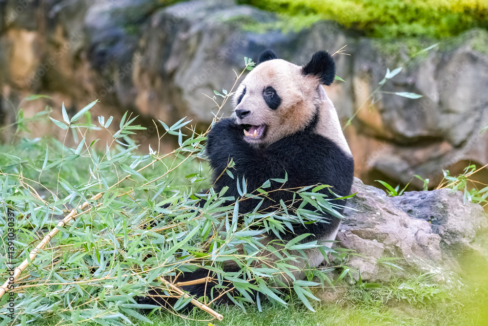 Naklejka premium Young giant panda eating bamboo in the grass, portrait 