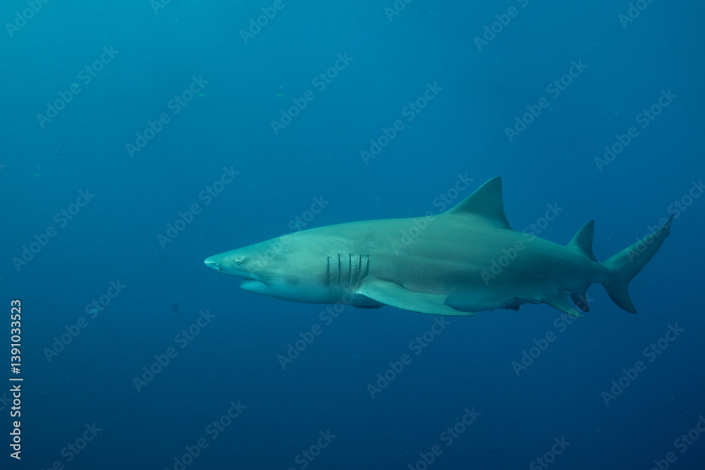 Fototapeta premium Lemon shark swimming in blue ocean