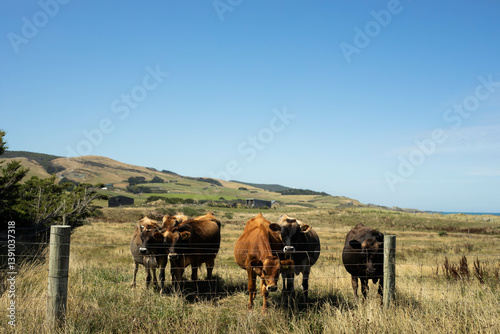 herd of cows