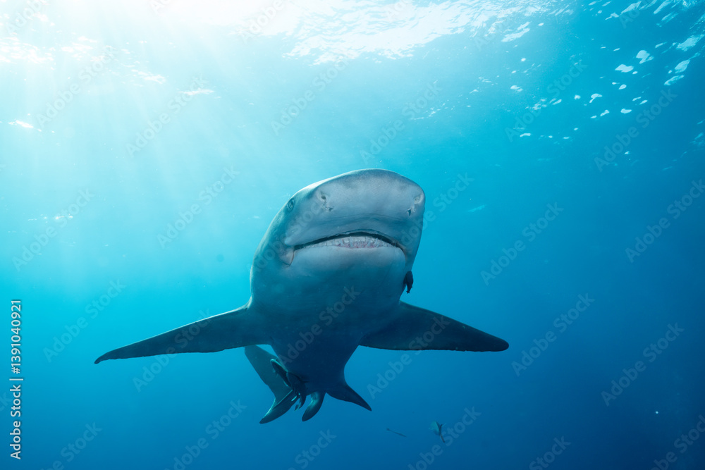 Naklejka premium Lemon shark front view in ocean
