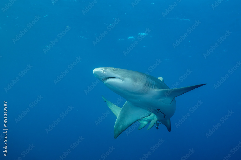 Fototapeta premium Lemon shark at ocean surface