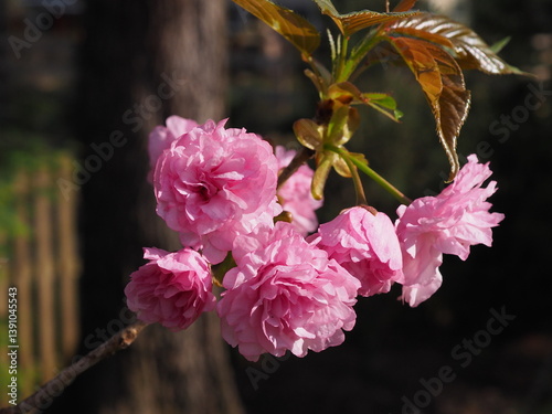kwanzan cherry blossoms