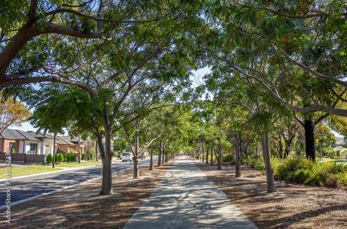 Wallpaper Mural A tree-lined walking path or sidewalk on a residential street in Williams Landing, Melbourne, creating a green corridor with trees providing natural shade. A livable community and neighborhood. Torontodigital.ca