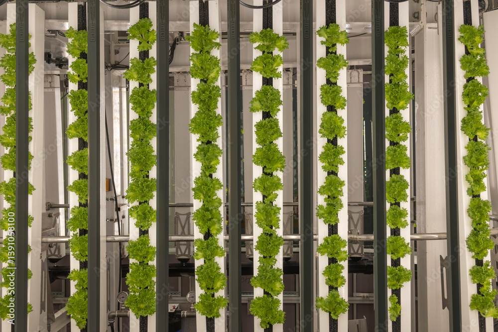 Hydroponics organic vegetable at greenhouse with led light.