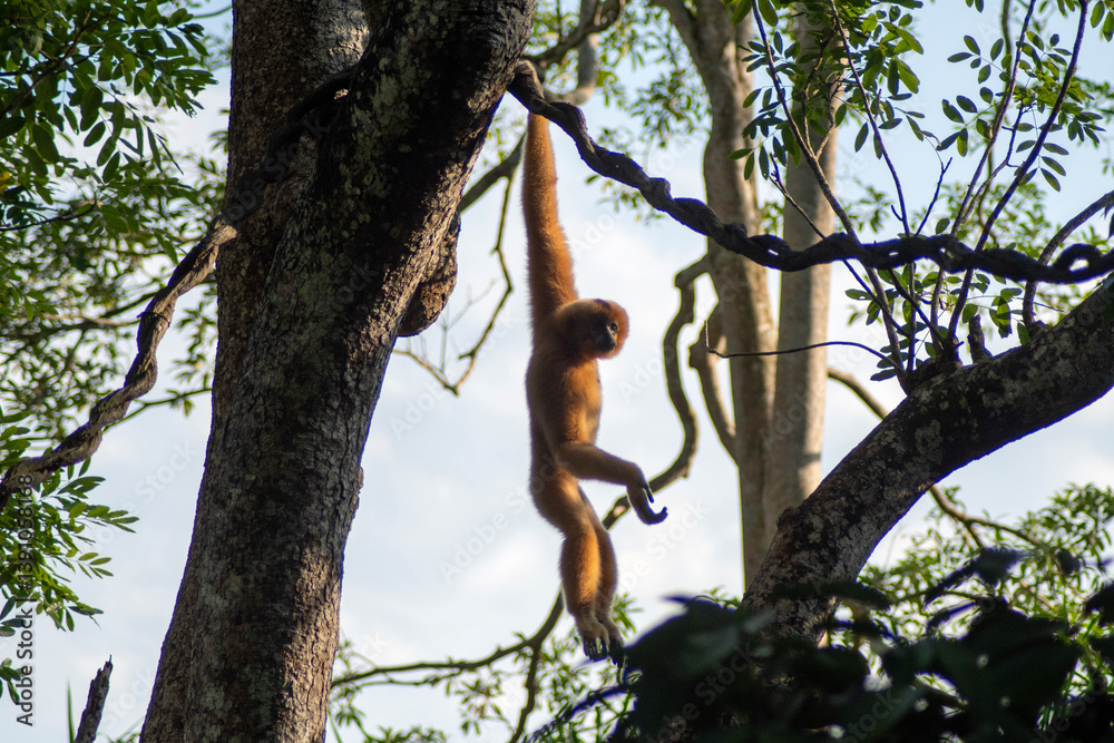 The Buff-cheeked Gibbon (Nomascus gabriellae) in the Singapore Zoo.