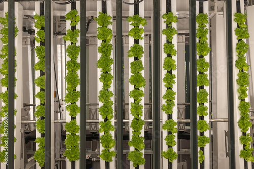 Obraz na płótnie Hydroponics organic vegetable at greenhouse with led light. w salonie