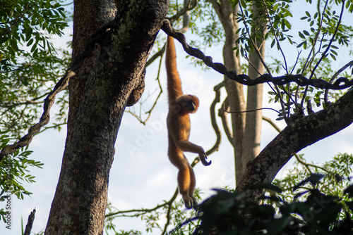 Obraz na płótnie The Buff-cheeked Gibbon (Nomascus gabriellae) in the Singapore Zoo. w salonie