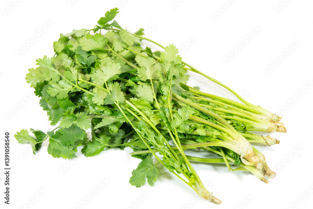 Green and fresh coriander isolated