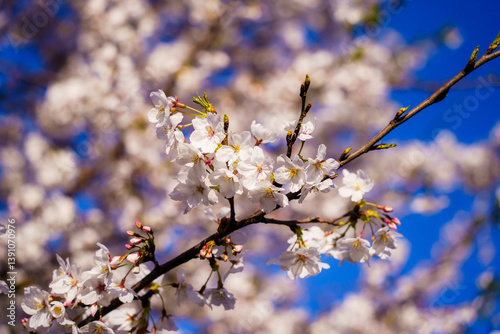 桜
