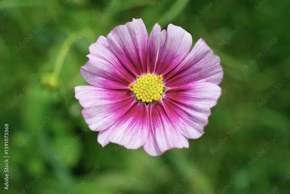 Fototapeta premium closeup cosmo flower in a garden