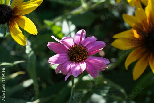 Closeup of black-eyed susans and echinacea in a garden