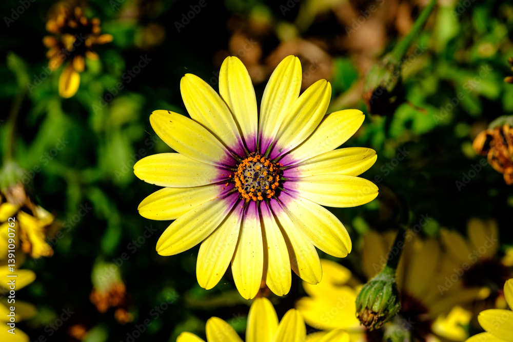 yellow flower in the garden
