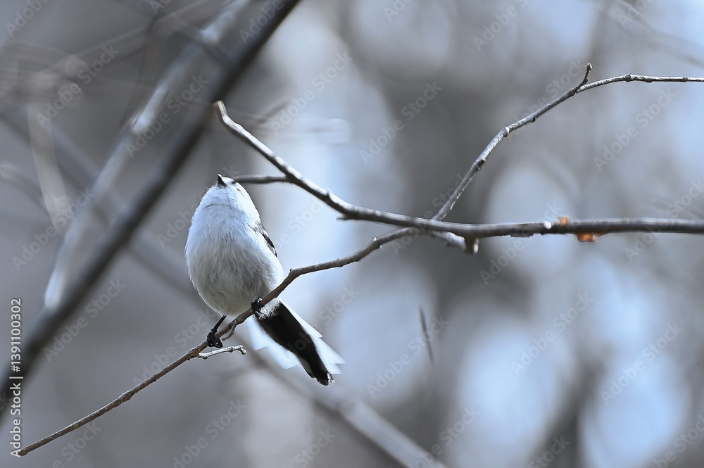 snow on branch snow on branch