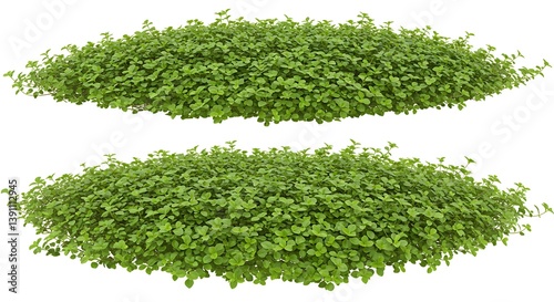 Two Lush Green Groundcovers Isolated on White Background