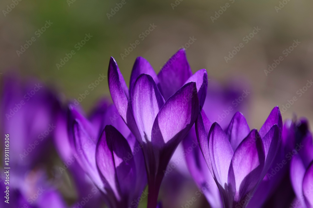 Backlit purple Crocus buds shot in spring.