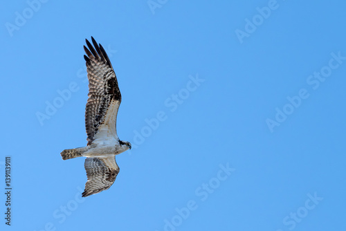 Osprey in flight against a blue sky.